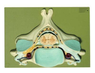 Quinta vertebra cervicale
