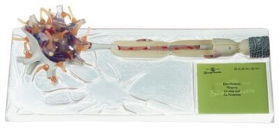 Neurone