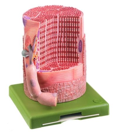 Fibra muscolare striata trasversalmente con placca motrice