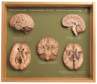 Modelli in 5 sezioni del cervello