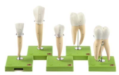 Cinque modelli di denti