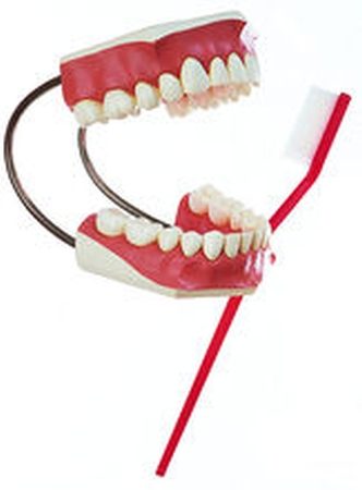 Modello di una serie di denti