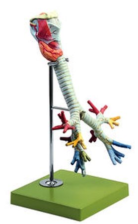Laringe con trachea