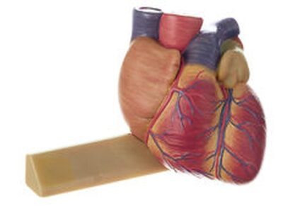 Cuore