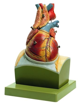 Cuore sulla base del diaframma