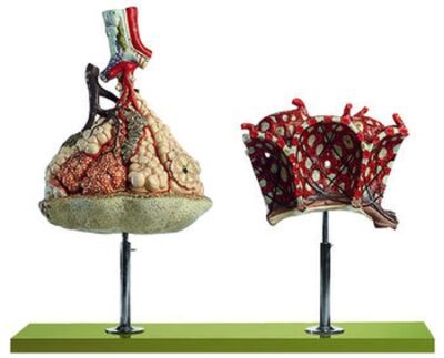 Lobulo del polmone con modello aggiuntivo di alveoli polmonari
