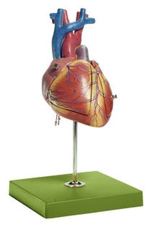 Cuore fetale