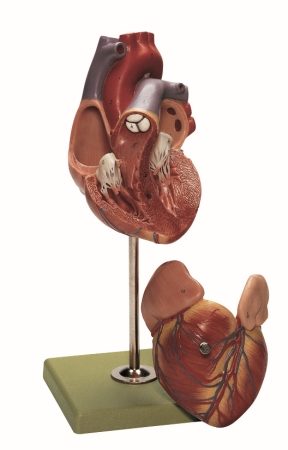 Cuore