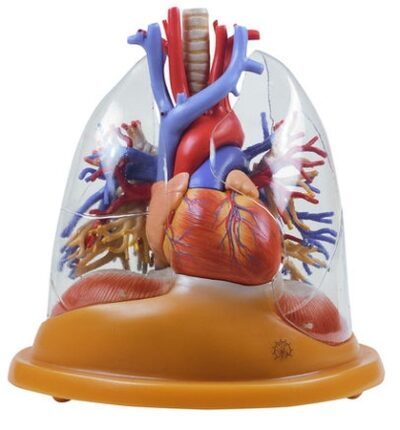 Modello da tavolo cuore-polmone