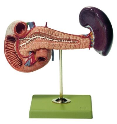 Pancreas con milza e duodeno