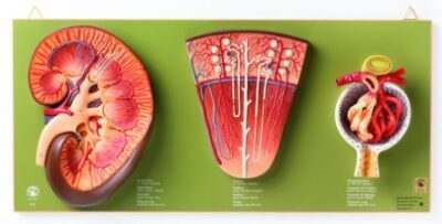 Rene, Nefrone e Glomerulo