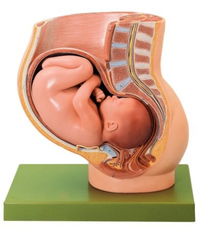 Pelvi con utero nel nono mese di gravidanza