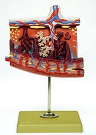 Modello della placenta