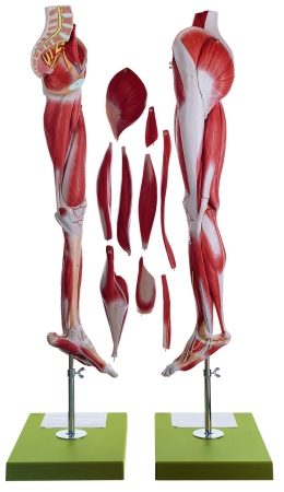 Muscoli della gamba con base del bacino