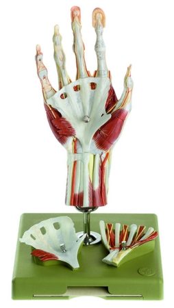 Modello di mano chirurgica in una combinazione di colori didattica