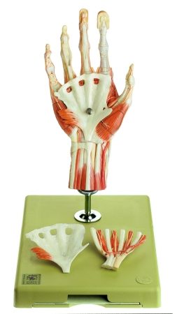 Modello di mano chirurgica