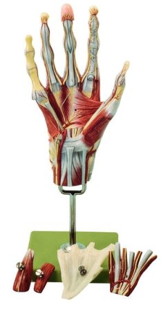 Muscoli della mano con base dell’avambraccio
