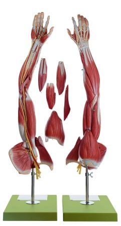 Muscoli del braccio con cingolo scapolare