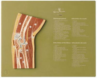 Sezione attraverso il gomito