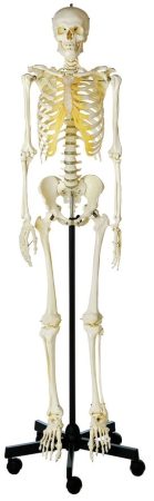 Scheletro umano artificiale, maschio