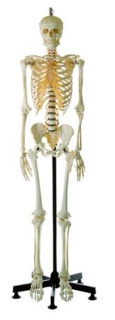 Scheletro umano artificiale, maschio