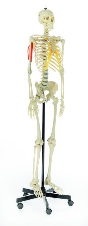 Scheletro umano artificiale