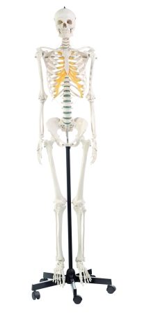 Scheletro umano artificiale, femmina