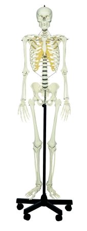 Scheletro umano artificiale