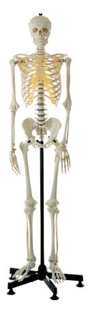 Scheletro umano artificiale