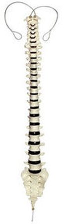 Colonna vertebrale (Articolazione su nylon)