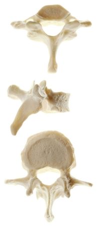 Vertebra