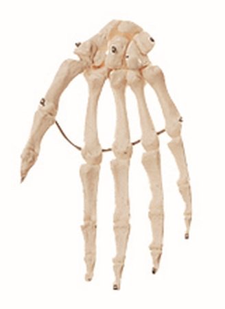 Osso della mano, montato