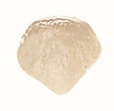 Patella