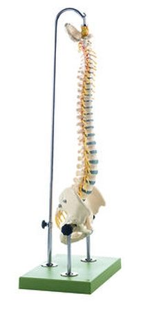 Colonna vertebrale con bacino