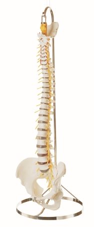 Colonna vertebrale con bacino