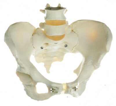 Scheletro del bacino femminile