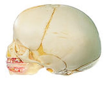 Cranio artificiale di un neonato