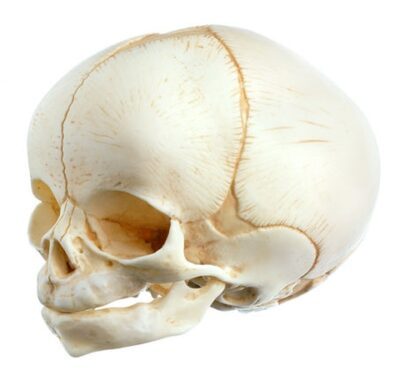Cranio artificiale di un neonato