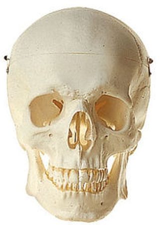 Teschio umano artificiale, maschio