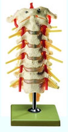 Colonna vertebrale cervicale