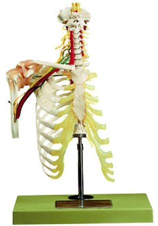 Colonna vertebrale cervicale con cingolo scapolare