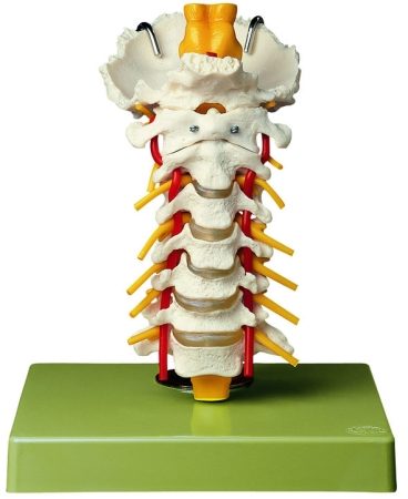 Colonna vertebrale cervicale