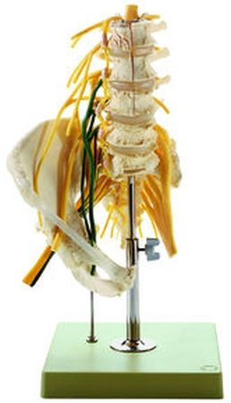 Colonna vertebrale lombare – con innervazione