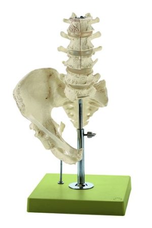 Modello della colonna vertebrale lombare – senza innervazione