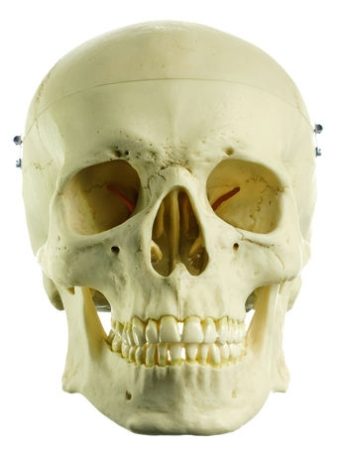 Teschio umano artificiale