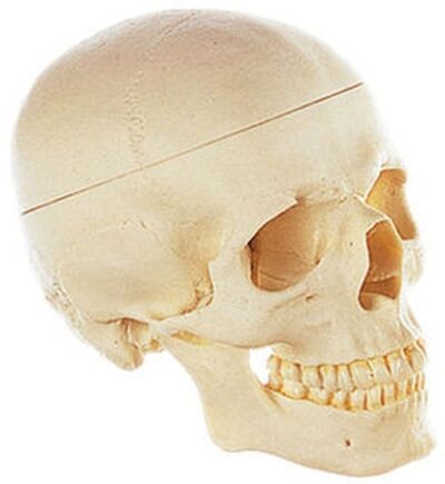 Cranio umano artificiale, separabile in 3 parti