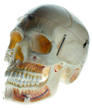 Cranio dimostrativo artificiale di un adulto