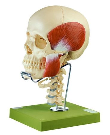 Modello in 14 parti del cranio con colonna vertebrale cervicale, osso ioide e muscoli masticatori