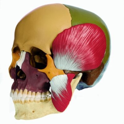 Modello colorato in 18 parti del cranio con muscoli della masticazione