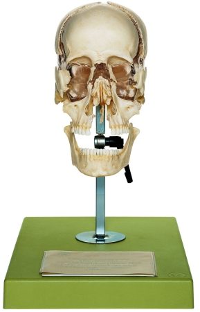 Cranio artificiale di Bauchene di un adulto